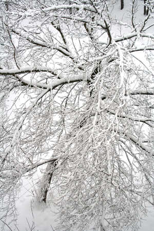 A tree after snowfall, view from above. Photographed in Russia.の写真素材