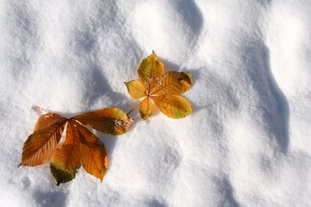 Autumn leaves on the first snow.の写真素材