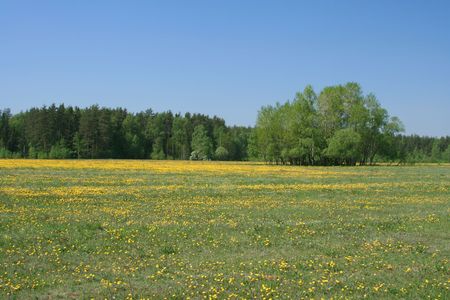 Spring landscape with dandelion field. Photo is taken in Russia.の写真素材