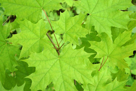 Green maple background.の写真素材