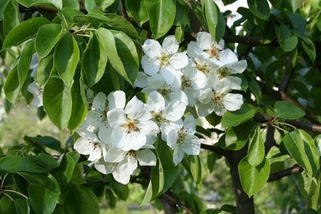Close-up of apple-tree flowers on a branch with leaves and rain drops.の写真素材