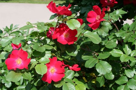 Dog-rose bush near the sandy path.の写真素材
