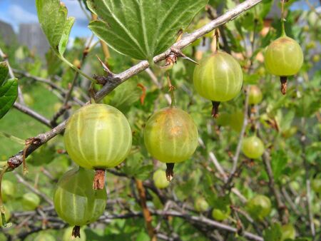 Green gooseberries close-up on the branchの写真素材