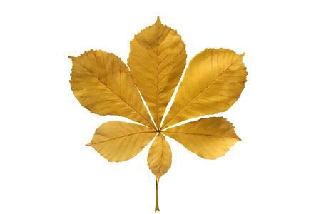 Yellow chestnut leaf isolated over white background.の写真素材