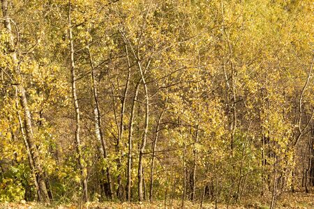 An edge of autumnal forest as natural background.の写真素材