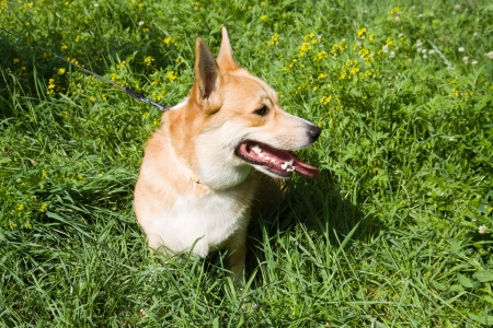 A Welsh Corgi Pembroke dog sitting in the thick grassの写真素材