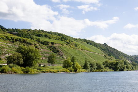 The Mosel river and its steep bank with vineyards near Kobern-Gondorf in Germany  Kobern-Gondorf is a municipality in Rhineland-Palatinate on the Mosel river の写真素材