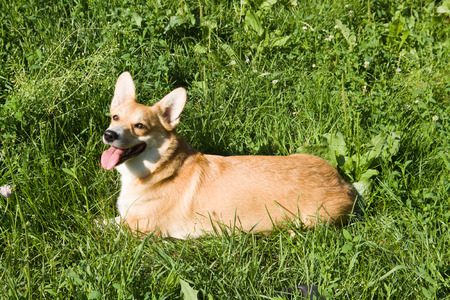 A Welsh Corgi Pembroke dog lying in the grass.の写真素材