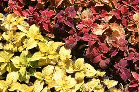 The red and yellow coleus plants in a bedの写真素材