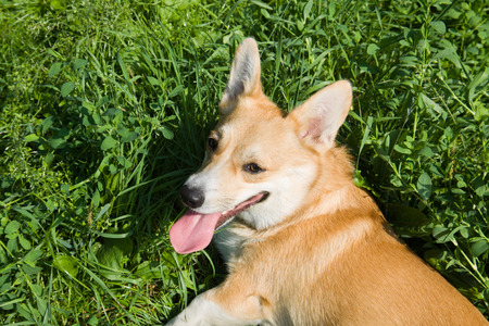 A Welsh Corgi Pembroke dog on the meadow. It is lying in the thick grass.の写真素材