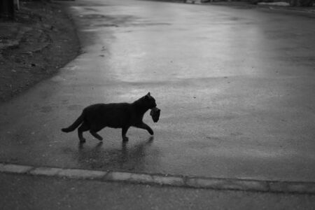 cat with a fish in his mouth carrying prey to their kittensの写真素材