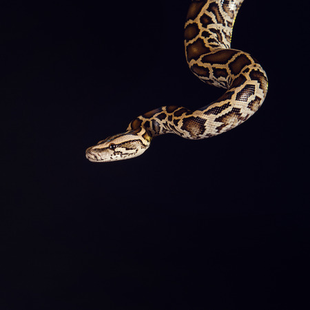 tiger python, black and yellow, against black  background. Female Pastel calico Python, Royal python...