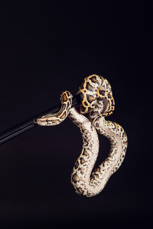 tiger python, black and yellow, against black  background. Female Pastel calico Python, Royal python...