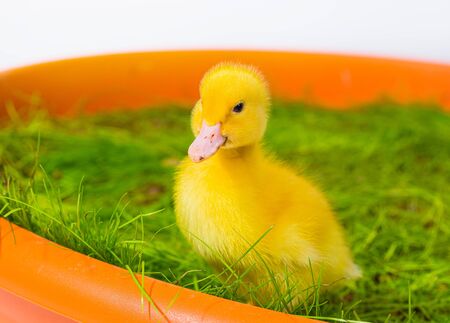 Cute Baby Easter Duck in the Grassの写真素材