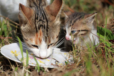 Homeless cat with a litter of kittensの写真素材