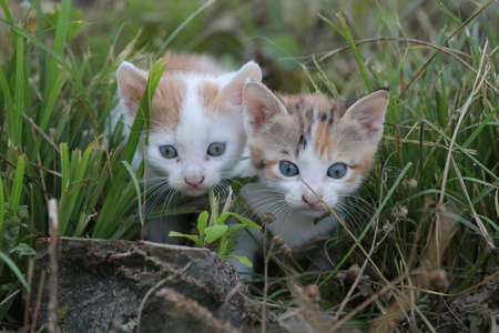 Cute little homeless kittens on the street in summer.