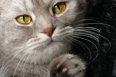 Close up of a cat with wide yellow eyesの写真素材