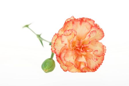 Beauty multicolored carnation isolated on whiteの写真素材