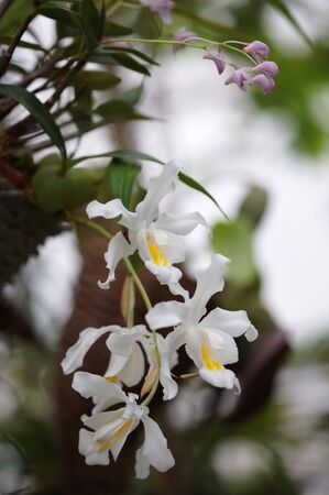 White orchids on green backgroundの写真素材