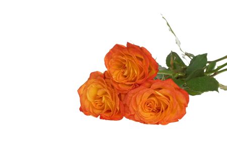 Three perfect tea roses isloated on a white backgroundの写真素材