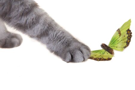 Grey playing scottish fold catの写真素材