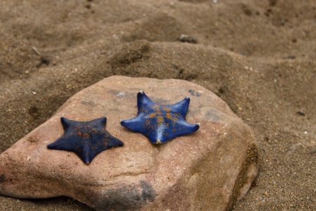 Starfishes on a stone and sand on the seashoreの写真素材