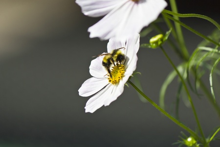 The bumblebee on a flower drinks nectar and collects pollen