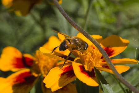 The flower fly sits on a flower and drinks nectar