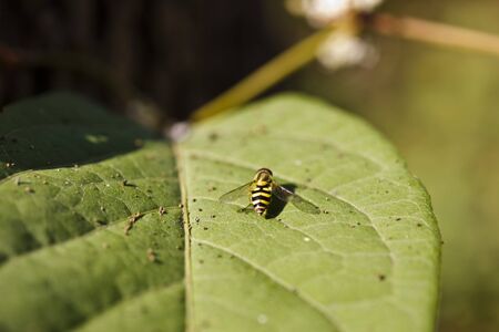 The flower fly sits on a green leaf
