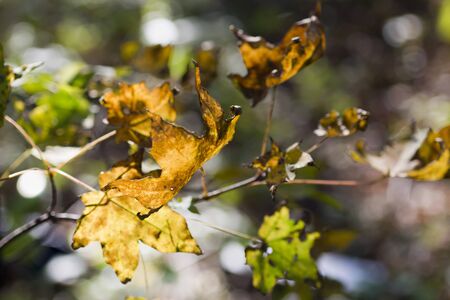 Multi-colored leaves in the autumn wood