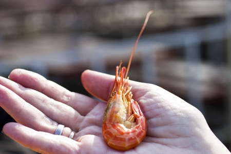 The shrimp in hands of the girl is going to be eatenの写真素材