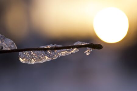 The branches covered with ice in beams of the coming sunの写真素材