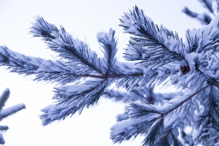 The fir-tree after snowfall is covered with snow