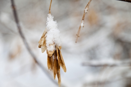 The maple seeds, not in time to fall, are covered with snowの写真素材