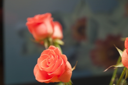 Bunch of flowers as a gift to the womanの写真素材