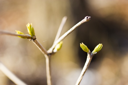 The first leaves on trees appeared in the springの写真素材