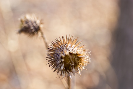 The dried-up thistle in the morning spring woodの写真素材