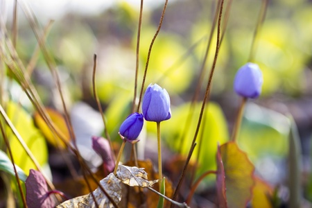 The first forest flowers appeared in the spring on a forest gladeの写真素材