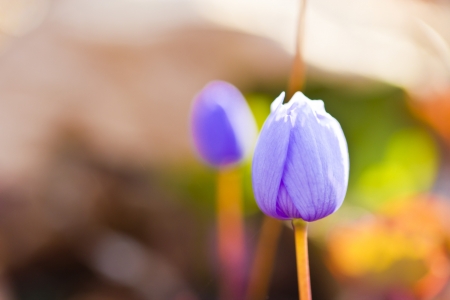 The first forest flowers appeared in the spring on a forest gladeの写真素材