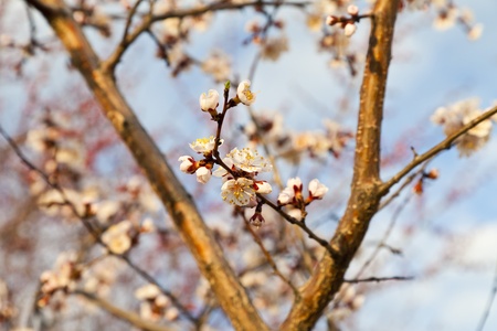 Blossoming cherry in beams of the coming sun