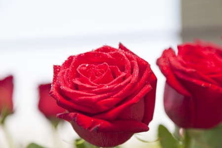 Red roses in dewdrops stand on a verandah early in the morningの写真素材