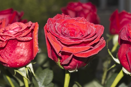 Red roses in dewdrops early in the morningの写真素材