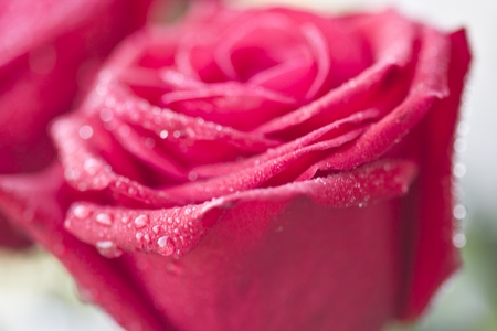 Red roses in dewdrops early in the morningの写真素材