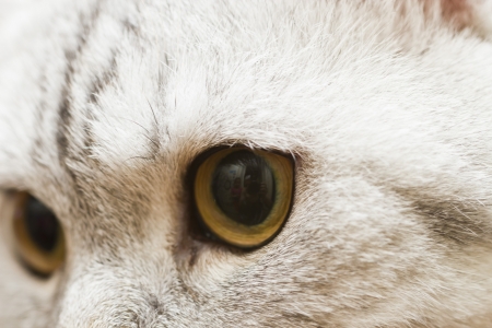 Big eyes of a gray British cat look sidewaysの写真素材