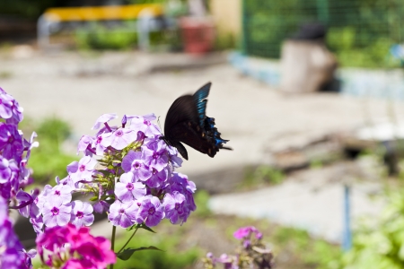 The butterfly in flowers in beams of a bright sun collects nectarの写真素材