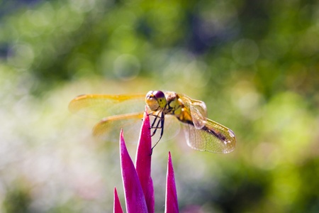 The dragonfly sits on a flower in beams of a bright sunの写真素材