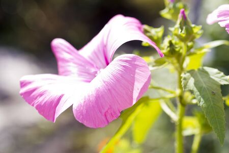 The pink flower in the bright sunny day grows on a bedの写真素材