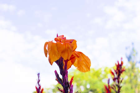 The orange flower grows on a bed in the bright sunny dayの写真素材