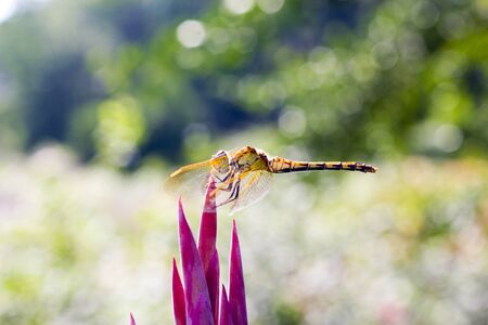 The dragonfly sits on a flower in the bright sunny dayの写真素材