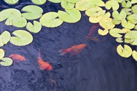 Beautiful fishes float in a pond among water-liliesの写真素材